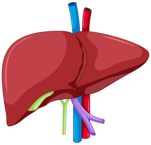 An image of the liver 