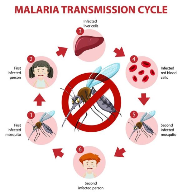 Malaria transmission cycle 