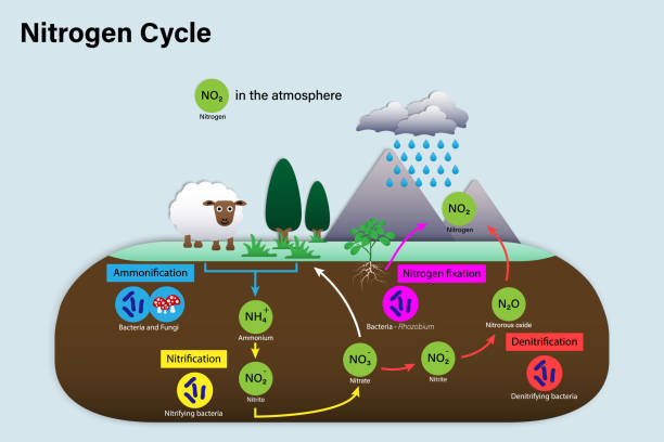 Nitrogen fixation but showing you the nitrogen cycle.